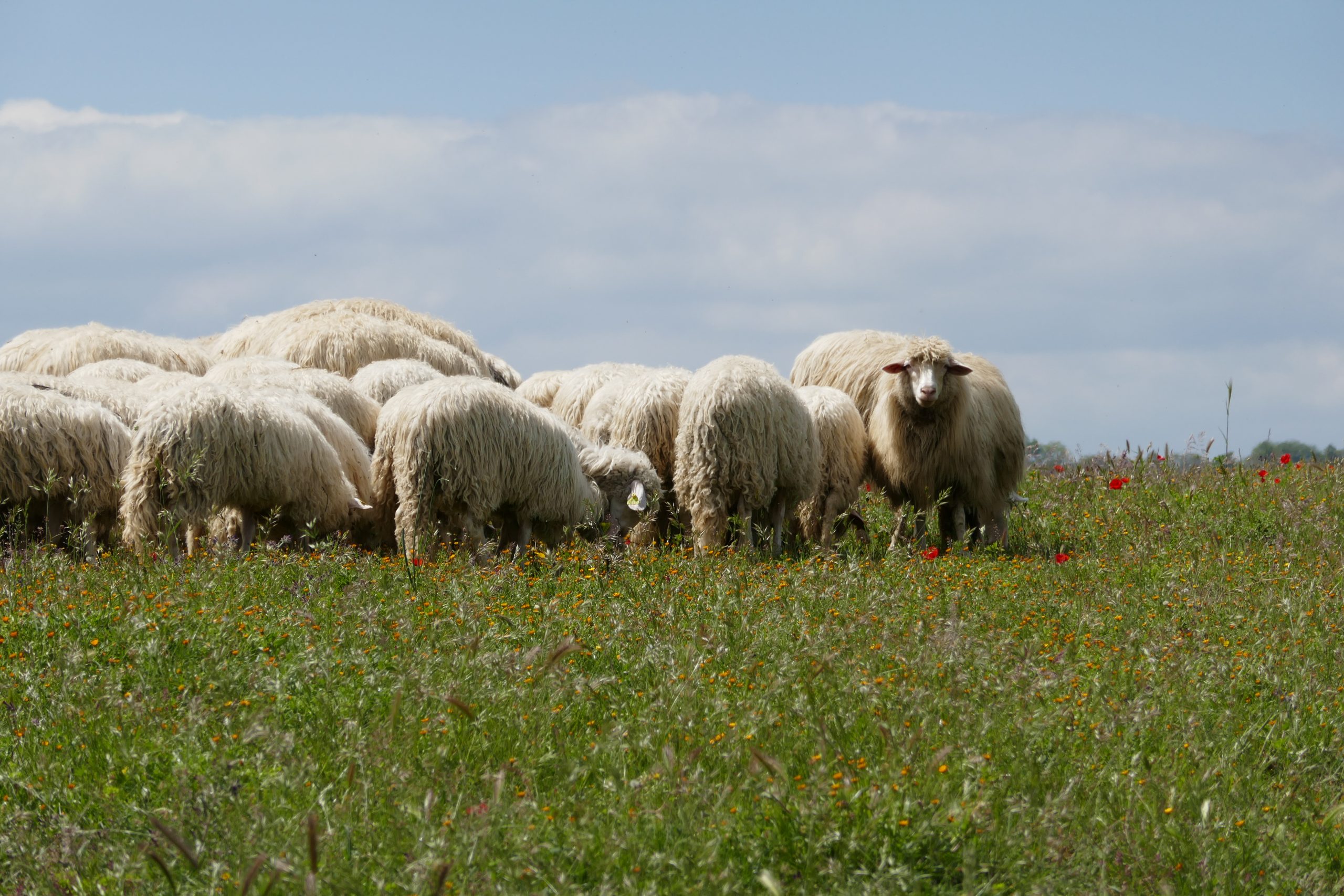 Kokonaisia kohtaamisia