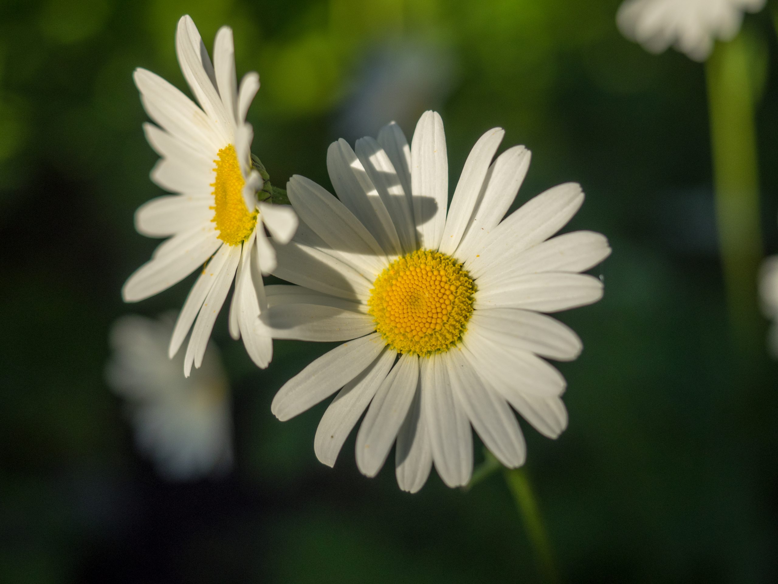 Miten auttaa itseä myötätuntoisempaan olemiseen ja opetella pois kielteisestä ajattelusta?